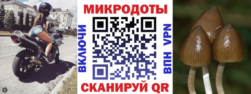 Псилоцибиновые грибы Psilocybine cubensis Псков
